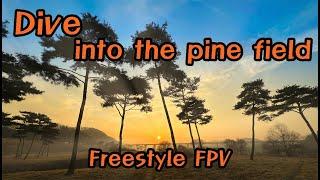 FPV 드론으로 솔밭에 뛰어들기!/Dive into the pine field with FPV drone/Freestyle FPV/@SeewebFPV