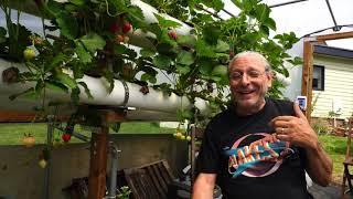 Growing Hydroponic Strawberries in Essex UK