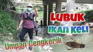 Lubuk Ikan Keli Sungai Umpan Cengkerik