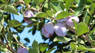 The Best Prunes are from California