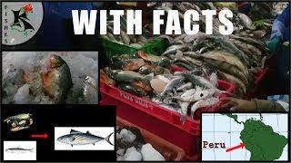 Peruvian FISH MARKET (FYI - Don't wear flip-flops!) | Koaw Nature