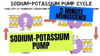 2-Minute Neuroscience: Sodium-Potassium Pump