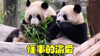 【动物园在逃熊猫】渝爱的举动好感人啊！它真的好懂事，知道哥哥受伤给哥哥送竹子吃 #国宝大熊猫 #大熊猫渝可渝爱 #治愈