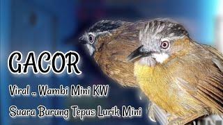 Masteran Tepus Lurik Gacor Full Isian.Semua Jenis Burung Bisa Di Tiru Suara Nya.Wambi Mini Lokal