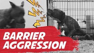 How To Fix Barrier Aggression In Dogs