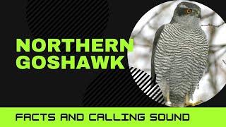 Northern Goshawk facts calling sound  inhabits temperate parts of the Northern Hemisphere