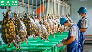 Turtle Farm - How Farmers Raise 2.7 Million Soft-Shelled Turtles - Turtle Processing Factory