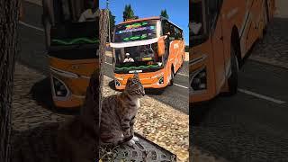 Kaget Cing #ets2 #bussid #kucing #eurotrucksimulator2 #bussimulatorindonesia