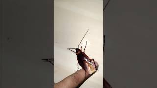 1,2,3 start cockroach #cockroach #aymanblog #shorts