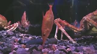 Longspine Snipefish Eating