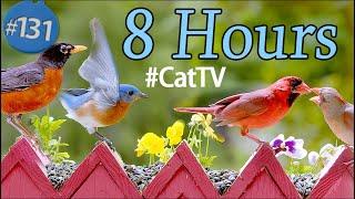 Uninterrupted TV for Cats 8 Hours of Birds  and Squirrels Feeder No Ads Interruptions CatTV