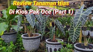 Review Tanaman Hias Di Kios Pak Oce (Part 1)