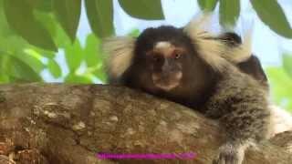 "Sagui" - Cute marmoset monkeys, Brasil