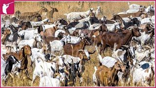 501 Millions of Invasive Animals Are Control This Way by Australia Farmers