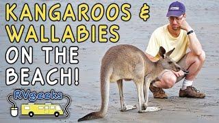 Kangaroos & Wallabies on the Beach in Cape Hillsborough National Park