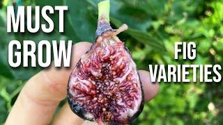 30 MUST GROW Fig Varieties for Humid Climates: 1000s of Hours and Dollars Later...