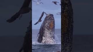 one a powerful jump to shark #shark #trending #fishing #bigshark #sharklife #sharknife #redshark #yt