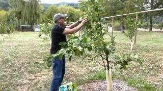 Quince Harvest 2015