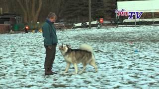 Alaskan Malamute: Informationen zur Rasse