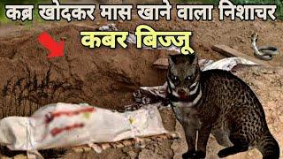 रहस्यमई जानवर कबर बिज्जू | कब्र खोदकर मास खाने वाला जानवर | The Truth of Common Indian Civet Cat