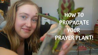 How To Propagate Your Prayer Plant | Red Maranta Propagation