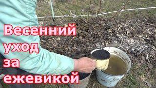 Весенний уход за ежевикой. Снятие укрытия, весенняя обрезка, подвязка к шпалере, полив и подкормка.