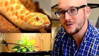 Hognose Snake Setup | Simple Enclosure Guide