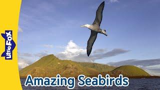 Amazing Seabirds Adventure! Meet Albatross, Pelican & Penguin | Little Fox