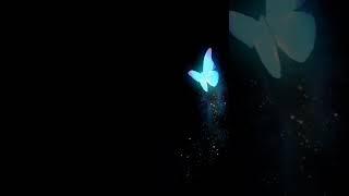 Butterfly black screen video for editing #blackscreen #blackscreenstatus #black