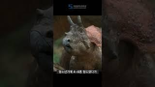 공룡 트리케라톱스의 진짜 친척은... 코뿔소?? 코끼리??