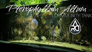 Pterophyllum Altum - Community Tank