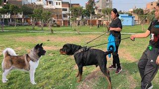 GIGANTE Rottweiler 70 KG - Akita Americano - defienden a sus dueños