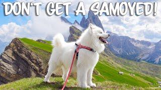 10 Reasons NOT to get a Samoyed