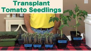 When to Transplant Tomato Seedlings