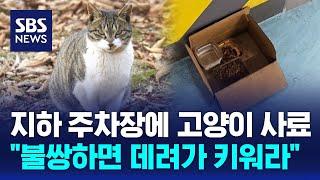 지하 주차장에 고양이 사료…"불쌍하면 데려가 키워라" / SBS / 오클릭