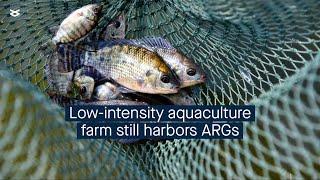 Under the surface: antibiotic resistance risks on a low-intensity aquafarm
