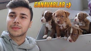 BU YAVRULAR TAM BİR CANAVAR!! (BOYKA'NIN YAVRULARI)