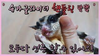 슈가글라이더 핸들링방법~(Sugar Glider Handling)(シュガーグライダー·ハンドリング)