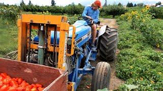 A day working at Paynters Fruit Market in West Kelowna - Farm Life.