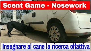 #1 Scent Game, Nosework. Insegnare al cane la ricerca olfattiva