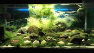 My Epic Hillstream Loach Tank