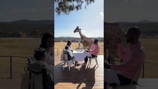 high tea with the cuttest giraffes️ #foryoupage #viral #family #giraffe #africa #namibia #beach