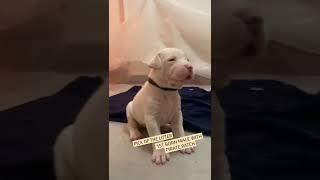 ️Dogo Argentino️ Pick of The Litter #dogoargentino #dogo #short #shorts #trending #live #bgmi #fyp