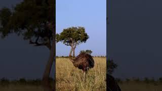 Male Ostrich’s Magnificent Mating Dance – But She’s Not Interested!