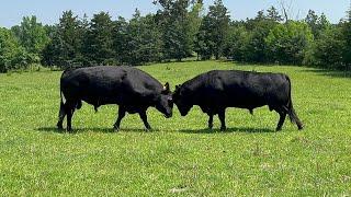 Bull Fight! - Tagging And Banding Cattle..