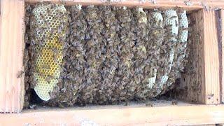 Is it possible to merge a queen less  swarm of bees with a cut out using a bee vac? Let's find out.