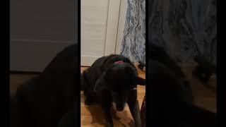 Дома тебя ждёт заебись  #собака #funny #my #dog