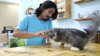 Hari Ketiga Kondisi Kucing Grooming Kutuan, Jamuran dan Scabies