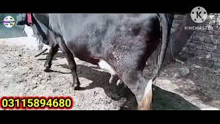 اعلیٰ تازہ سوئی 18 لیٹر دودھ کی گارنٹی ساتھ ڈچ بچھڑی! Heighest Milking for sale in Punjab!#cow#farm