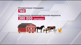 Поголовье сельхозживотных увеличилось в Казахстане